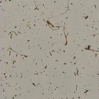 اجاره مغازه پیام نور