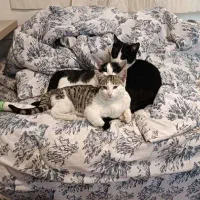 واگذاری سه بچه گربه بی مادر در کرج و غرب تهران|گربه|تهران, صادقیه|دیوار