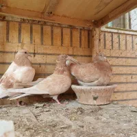 کفتر پرشی کاشان