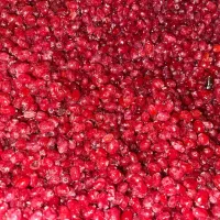 فروش زرشک درجه یک دسته اول از کشاورز