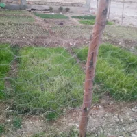 تیم پیاز  یا مشاع پیاز|خدمات باغبانی و درختکاری|چاروسا, |دیوار