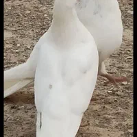 حراج