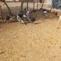 ۱۶عددبقلمون‌محلی