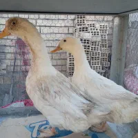 اردک جوان سالم و سرحال درشت وسنگین|حیوانات مزرعه|اصفهان, کوی امیریه|دیوار