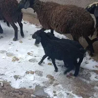 حیوانات مزرعه|حیوانات مزرعه|آوج, |دیوار