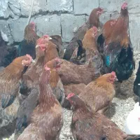 ۳۰ عدد مرغ دانه ای ۴۵۰|حیوانات مزرعه|ماکلوان, |دیوار