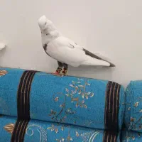 کبوتر دمبی نره سوسنگرد