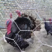 چهار تا بوقلمون نرمحلی الف یونجه خوردن گوشت عالی