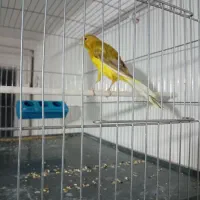 قناری رسمی بلند قرص بخون مست مست|پرنده|رباطکریم, شهرک صنعتی صباشهر|دیوار