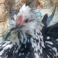 تخم مرغ گلین لری اصیل بی بدیل