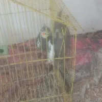 دو جفت عروس هلندی با قفس|پرنده|رشت, حومه رشت|دیوار