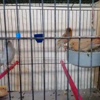 قناری|پرنده|یزد, |دیوار