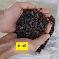 پخش کشمش|خوردنی و آشامیدنی|تبریز, |دیوار