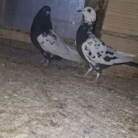 سینه مشهدی ،سینه سیاه