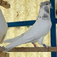 کبوتر گرویی