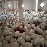 بوقلمون در جاده کرمانشاه درقلعه نرسیده به کامیاران|حیوانات مزرعه|کرمانشاه, |دیوار