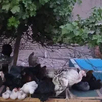 تخم مرغ محلی .رسمی