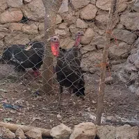 تخم نطفه دار بوقلمون|حیوانات مزرعه|شیراز, کوشک میدان|دیوار