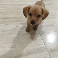 فروش چهار عدد توله سگ پامر اشپیتز|سگ|کرمان, |دیوار