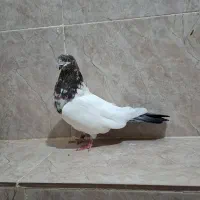 کبوتر فروشی