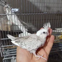 جوجه عروس هلندی سریلاکی و کوتوله برزیلی