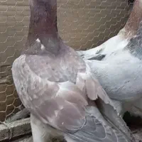 5 تا پرشی 4 تا جفتی