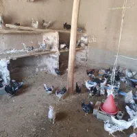 تخم نطفه دار گلین
