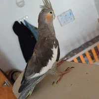 عروس هلندی کم سن|پرنده|مریوان, |دیوار