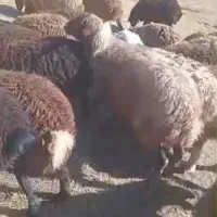 فروش بره ماده|حیوانات مزرعه|ارجمند, |دیوار