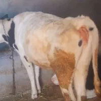 ماده هلشتاین اصل صنعتی|حیوانات مزرعه|بستان آباد, |دیوار