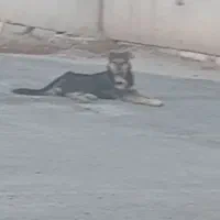 سگ هاسگی