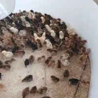 بومی جوجه گلپایگانی|حیوانات مزرعه|اصفهان, قهجاورستان|دیوار