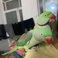 شاه طوطی مولد