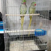 شاه طوطی نرو ماده