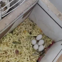 کوتوله برزیلی رنگ خاص حلقه پا اپلاین گرین