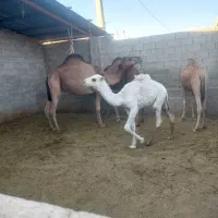 هاشی شتر