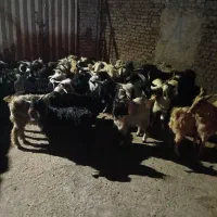 چپش نر فروشی