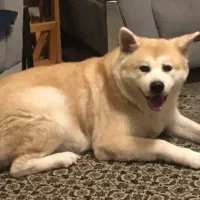 واگذاری سگ تربیت  شده