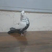 کبوتر دمبی ماده پرشی|پرنده|قم, زنبیل آباد|دیوار