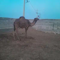شترفروشی