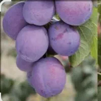 الو حاج حسنی درشت کیلویی ۱۲۵هزار تومان