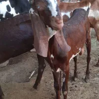 دوتا نر پنج اب جوان