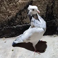 کفتر پرشی|پرنده|پاکدشت, پاکدشت (مامازند)|دیوار