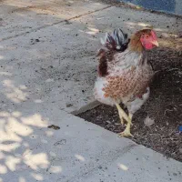 خروس ویاندوت ارنج