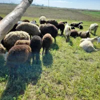 بره قوچ های هترو وهمو