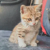 واگذاری بچه گربه