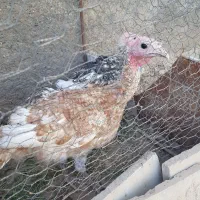 بقلمون زیبا و جوان فروش یا معاوضه