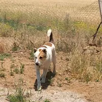 سگ سرابی گله ای