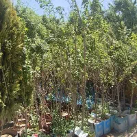 انواع نهال گلدانی ریشه پر