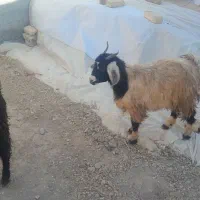 دوعدد بزغاله